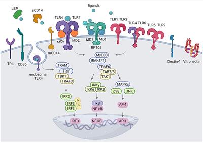 The Intriguing Role of TLR Accessory Molecules in Cardiovascular Health and Disease